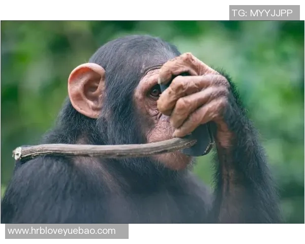 探索全球足球明星的独特昵称与背后的故事分享